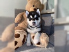 Sibi�sk� husky - �teniatka s PP 