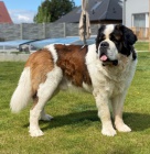 Svatobernardsk� pes - �t��ata s PP