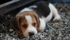 BEAGLE �T��ATA