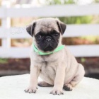 rozko�n� �t���tka Pug jsou p�ipravena na nov� rodiny.