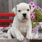 rozko�n� �t���tka anglick�ho buldoka jsou p�ipravena na nov� rodiny.