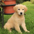 Rozko�n� zlat� retr�vr �t��ata jsou p�ipravena na nov� rodiny.