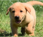 Rozko�n� �t���tka labrador� jsou p�ipravena na nov� rodiny.