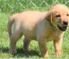 Rozko�n� �t���tka labrador� jsou p�ipravena na nov� rodiny.