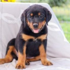 Rozko�n� �t��ata rotvajler� jsou p�ipravena na nov� rodiny.