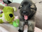 brzy si vezmi �t�n� Leonberger