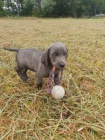 Weimaraner k dispozici pro nov� domy
