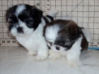 �t��ata Shih Tzu k dispozici