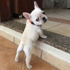 �t��ata Boston Terrie jsou k dispozici k adopci. O�kovan� a je dod�v�n s pasem