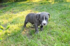 �t��ata Pit Bull jsou k dispozici k adopci