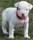 Dogo argentino �t��ata na prodej