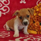 Okouzluj�c� Jack Russell teri�r