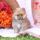 Oslniv� Pomeranian