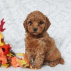 Miluj�c� Mini Goldendoodle