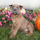 Miluj�c� Cane Corso