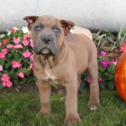 Miluj�c� Cane Corso