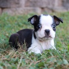 �istokrevn� �t��ata bostonsk�ho teri�ra