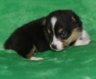 O�kovan� �t��ata Welsh Corgi Pembroke.