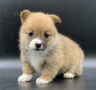 Samec a samice �t��ata Welsh Corgi Pembroke.