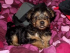 Kr�sn� yorkie samci a samice �t��ata k dispozici na prodej