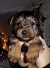 Kr�sn� yorkie samci a samice �t��ata k dispozici na prodej