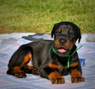 Kr�sn� pes a samice �t��at dobermana