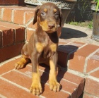 DOBERMAN �T��ATA