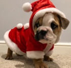 Anglick� buldok �t��ata na prodej