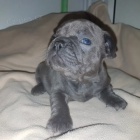 Rozko�n� and�l� francouzsk�ho buldo�ka.