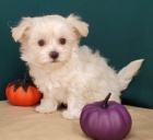 Rozko�n� �t��ata plemene Havanese