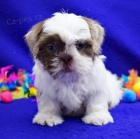 N�dhern� mu� a �ena Shih Tzu