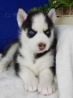 Modr� o�i zdrav� sibi�sk� husky �t��ata
