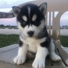 Zdrav� �t��ata sibi�sk�ho huskyho