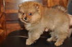 Pomeranian �t��ata (miniaturn�)