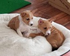 Basenji �t��ata