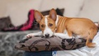 Basenji �t��ata