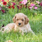 �t�pkova� Mini Goldendoodle