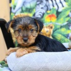 Roztomil� Jork��rsk� teri�r