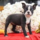 Nad�en� bostonsk� teri�r