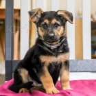 Roztomil� n�meck� ov��k