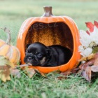 Jemn� francouzsk� buldo�ek