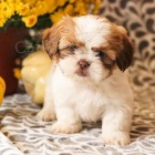 Rozko�n� Shih Tzu