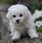 Kr�sn� sn�hob�l� bi�onek �t��ata na prodej