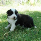 �t���tka border kolie na prodej