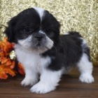 Kr�sn� pes a fena miniaturn� �t��ata Shih Tzu
