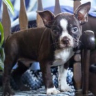 Rozko�n� bostonsk� teri�r