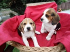 �t��ata  beagle, zoufale pot�ebuj�c� nov� domovy, ne na prodej, ��astn� nov� rok.