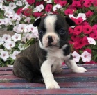 Kr�sn� �t��ata bostonsk�ho teri�ra jako d�rek