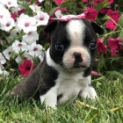 Kr�sn� �t��ata bostonsk�ho teri�ra jako d�rek