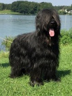 Briard - �ern� �t��ata z mimo��dn�ho spojen�